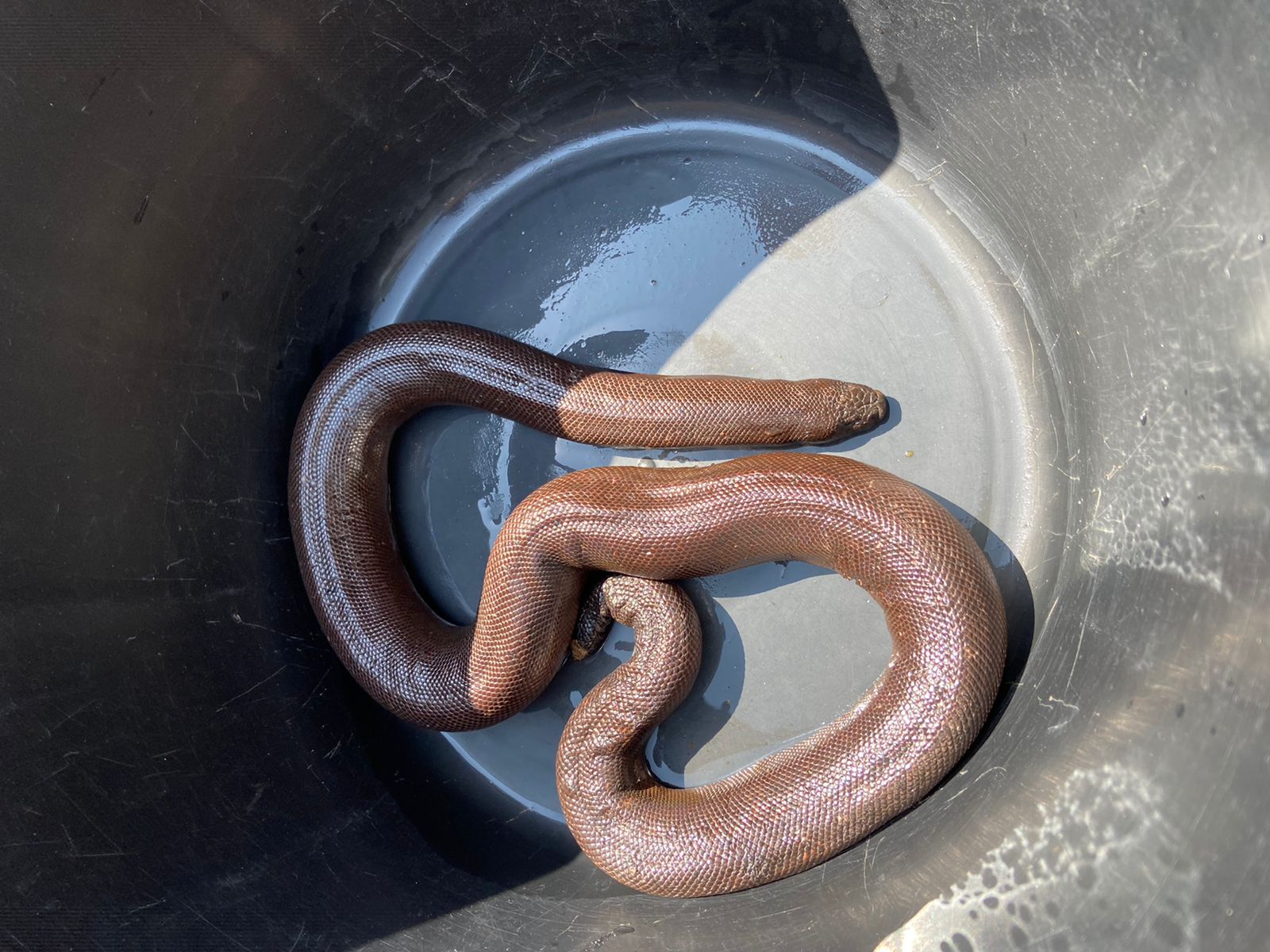 टिटवाळ्यात आढळला मांडूळ जातीचा दुर्मिळ साप