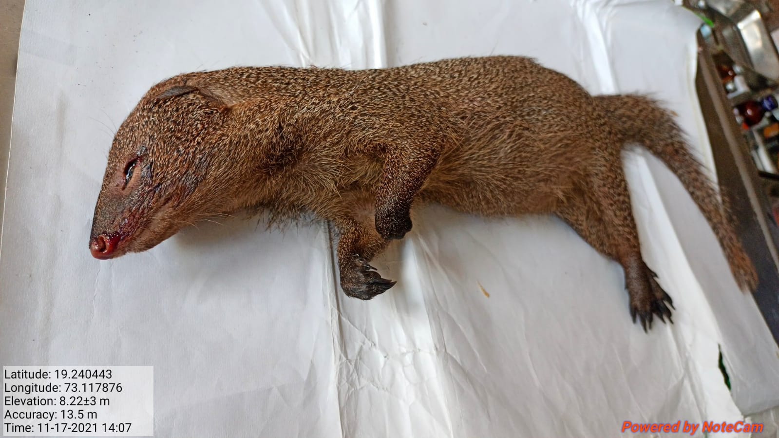 कल्याण मध्ये मुंगूसाची हत्या; चार जणांना वनखात्याची कोठडी