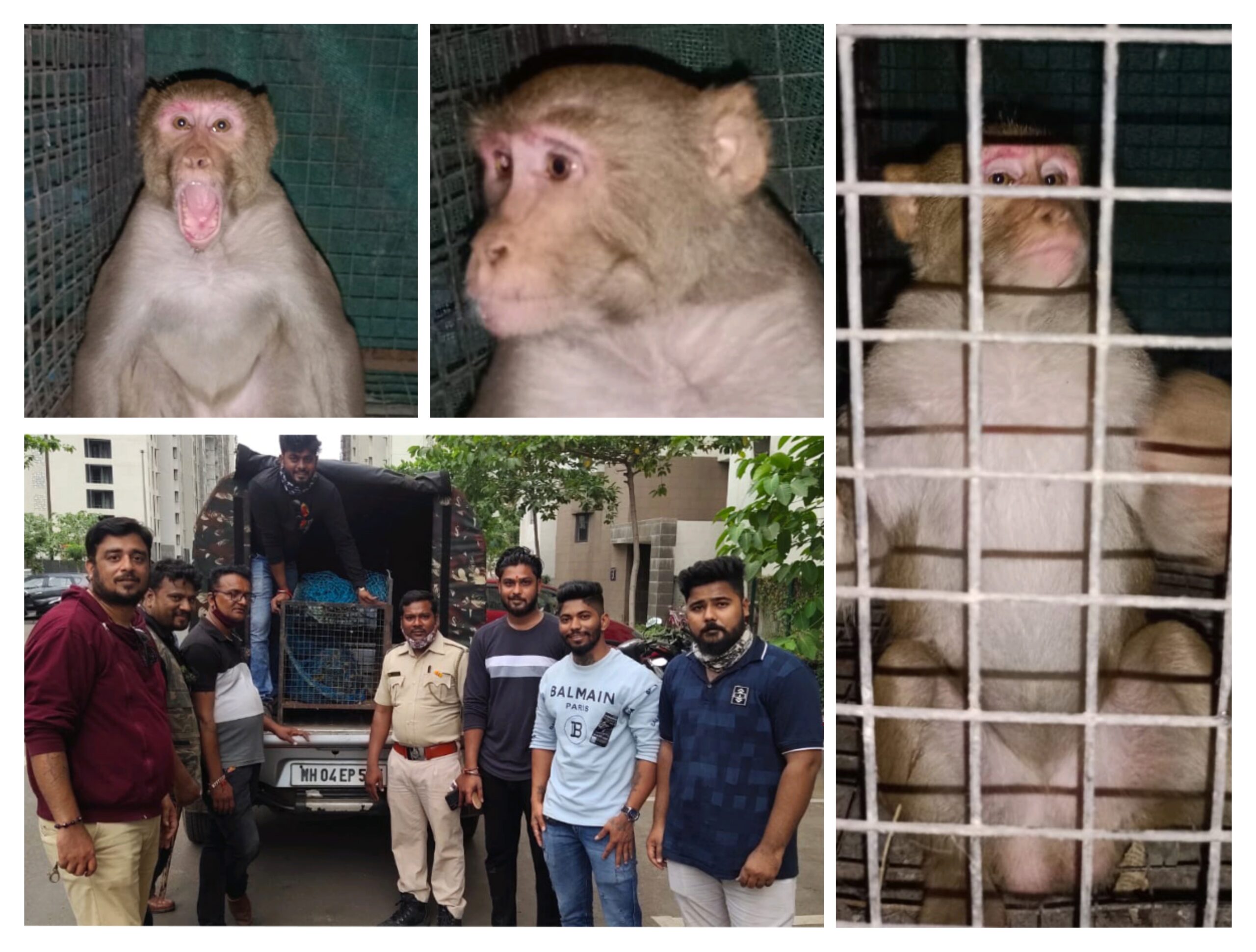 डोंबिवलीत हैदोस घालणाऱ्या ‘माकडोबा’ला झाली अटक !!!