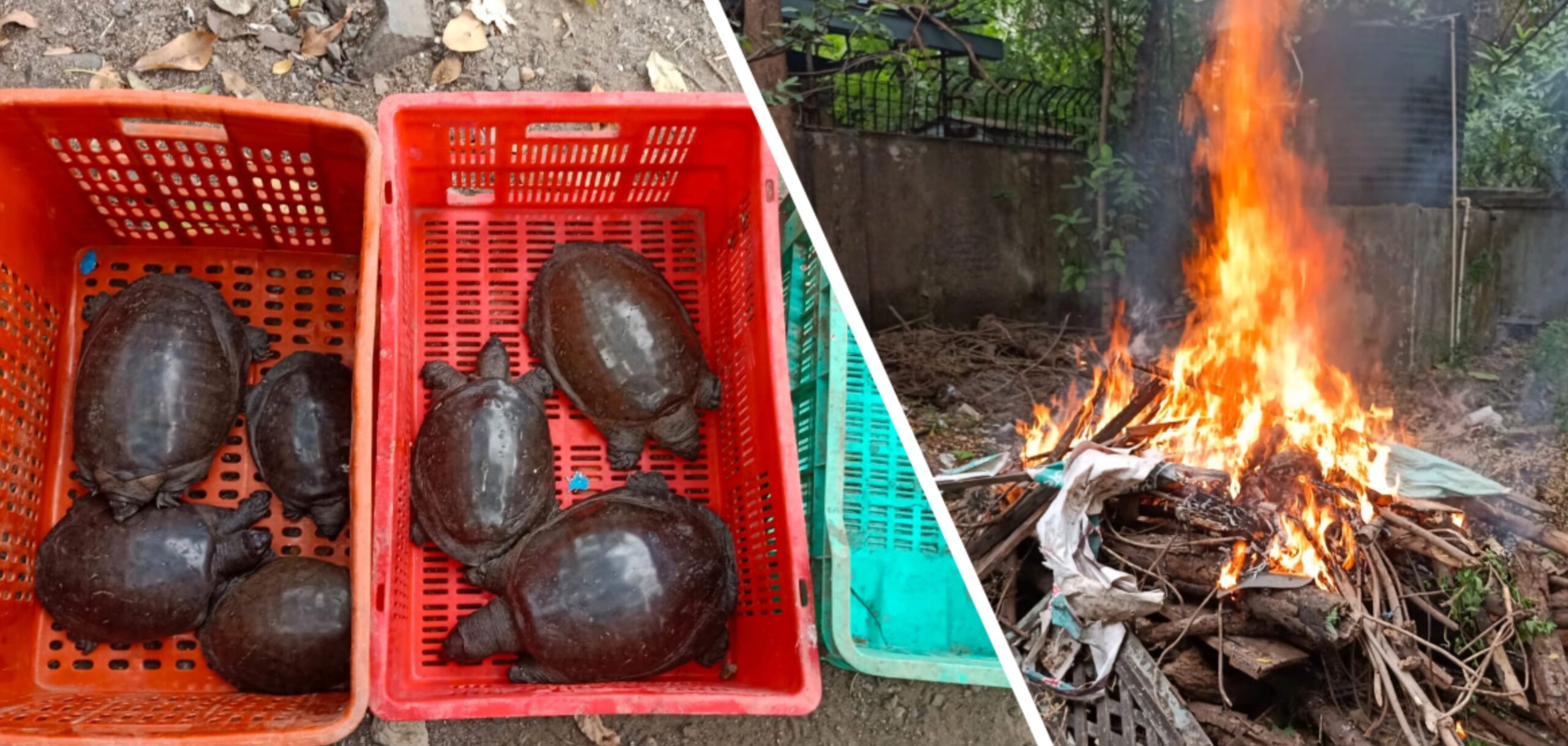 कल्याणच्या गौरी पाडा तलावात मृत कासवांचा खच; मृत कासवांवर अग्नीसंस्कार