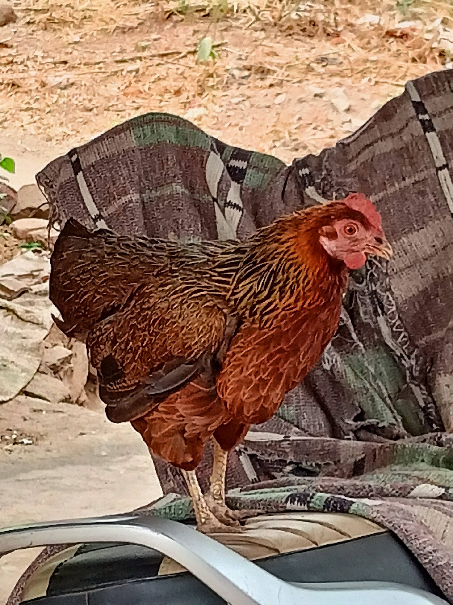 मावशीच्या कोंबडीची निराळी गोष्ट