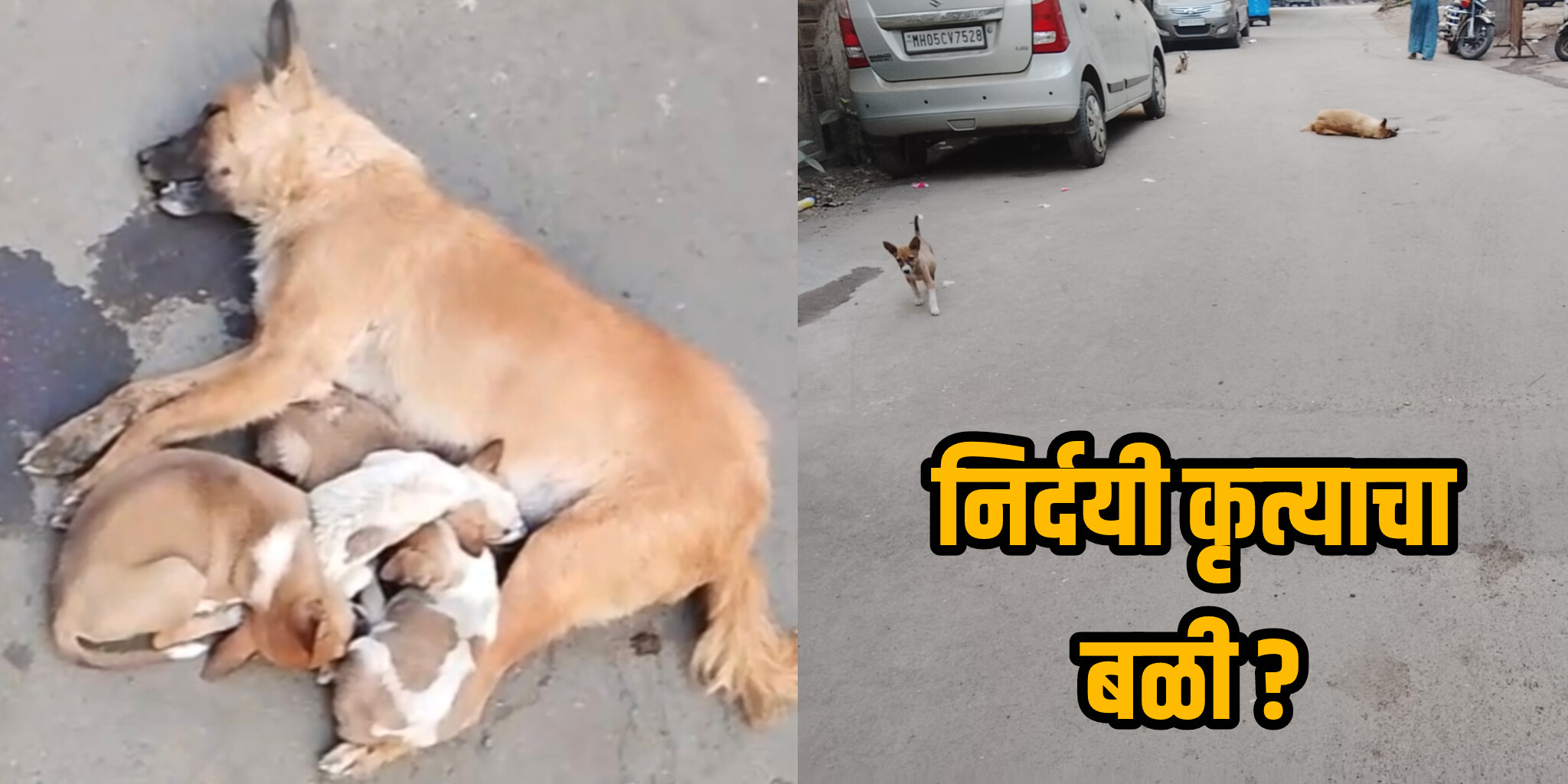 गाडीच्या धडकेत श्वान ठार! आईच्या मृतदेहाजवळ पिल्लांच्या घिरट्या